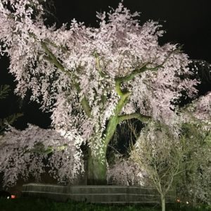 夜桜桜